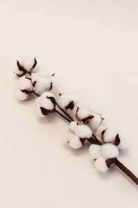 Dried Flowers: Cotton Stem (unit 6+ 24)