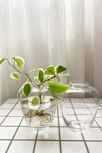 Glassware: Hydria Glass Bud Vase (unit 4 + 24)