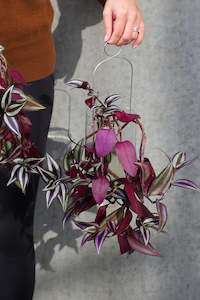 Specials: Glass Hanging Wide Test Tube (unit 8 + 24)