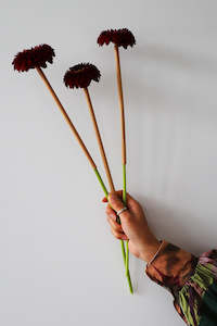 Floral Accessories: Kraft Gerbera Straws 100PK (unit 1)