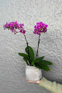 IMPERFECT: Tapered Concrete Look Vase/Planter (Unit 6)