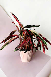 This Look Mothers Day: Art Deco Inspired Modern Planter (unit 4 & 8)