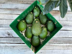 avocado: 10 Large Avocados
