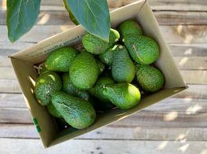 avocado: 8kg Box of Avocado Seconds