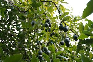 Gift Box: Gift Voucher