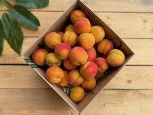 Frontpage: 5KG Apricots - URBAN ONLY