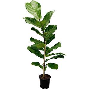 House Plants: Ficus Lyrata - 17cm