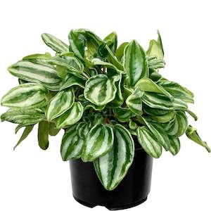 Peperomia Watermelon Mini - 14cm