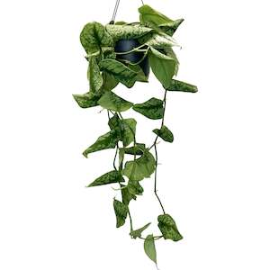 Scindapsus Trebie (Epipremnum Trebie) Hanging Pot - 17cm