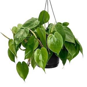 Philodendron Heartleaf Hanging Pot - 17cm
