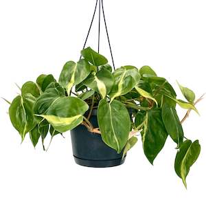 House Plants: Philodendron Brazil Hanging Pot - 17cm