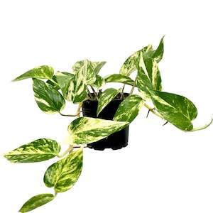 House Plants: Golden Pothos - 12cm