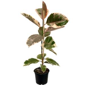 House Plants: Ficus Ruby - 14cm