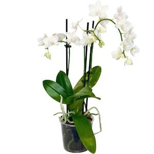 Phalaenopsis Mini (White) - 9cm