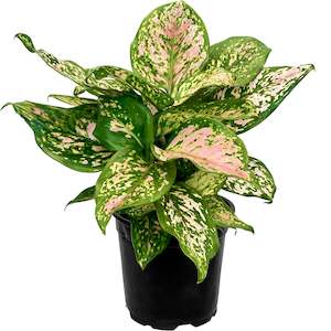 House Plants: Aglaonema Wishes - 12cm