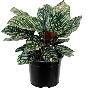 Calathea Ornata - 14cm