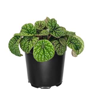 House Plants: Peperomia Green Bubbles - 12cm