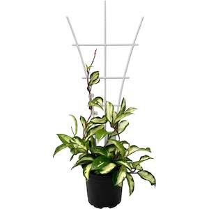 Plant Poles Supports: Plant Support Trellis