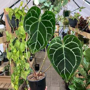 Plant Rescue: Anthurium Crystallinum - Clearance