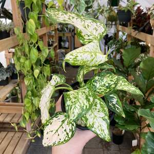 Plant Rescue: Aglaonema Variegata Pearls - Clearance