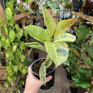 Plant Rescue: Ficus Shivereana - Clearance