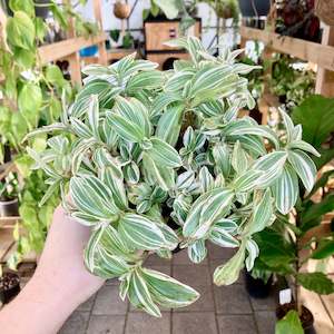 Plant Rescue: Tradescantia Tenderness - Clearance