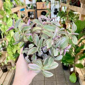 Plant Rescue: Tradescantia Sweetness - Clearance