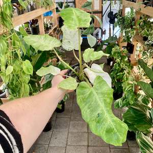 Plant Rescue: Philodendron Snowdrift - Clearance