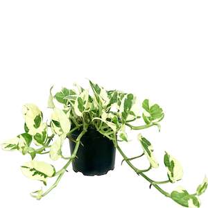 House Plants: N'Joy Pothos - 12cm