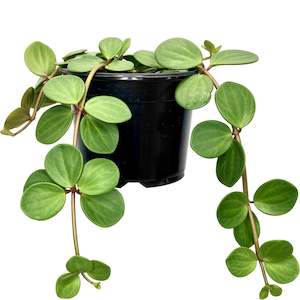 Best Sellers: Peperomia Hope - 14cm