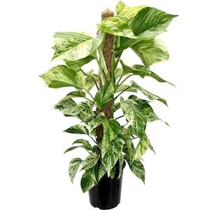 House Plants: Marble Queen Pothos - 18cm