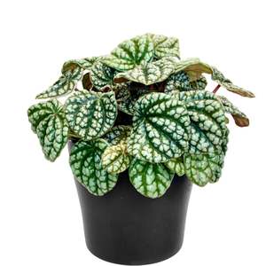 House Plants: Peperomia Burbella - 12cm