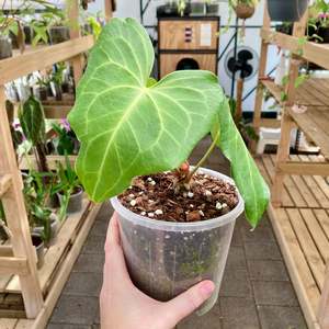 Plant Rescue: Anthurium Clarinervium X Pterodactyl - Clearance