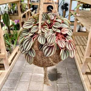 Plant Rescue: Peperomia Piccolo Banda Kokedama - Clearance