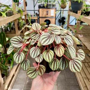 Plant Rescue: Peperomia Piccolo Banda - Clearance