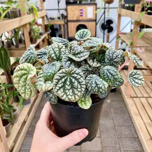Plant Rescue: Peperomia Burbella - Clearance