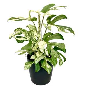 Variegated Philodendron Minima - 14cm