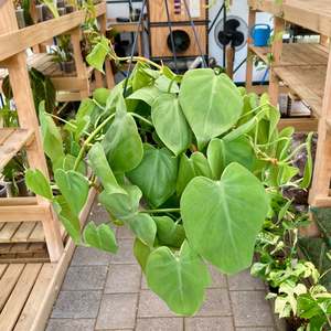 Plant Rescue: Philodendron Heartleaf Hanging Pot - Clearance