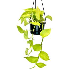 House Plants: Epipremnum Neon (Neon Pothos) - 12cm