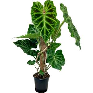House Plants: Philodendron Verrucosum - 17cm