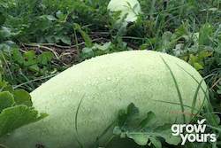 Fruit: Watermelon ‘Charleston Grey’