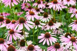 Herb Seeds: Echinacea ‘Purple Coneflower’