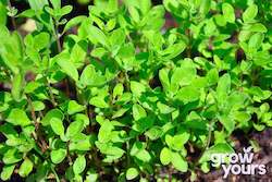 Marjoram âSweetâ