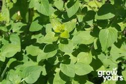 Herb Seeds: Oregano âItalianâ