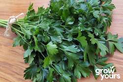 Herb Seeds: Parsley âDark Green Italian Flat Leafâ