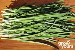 Chives âGarlicâ