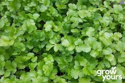 Coriander