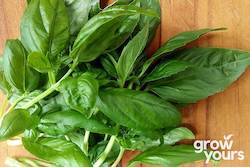 Herb Seeds: Basil âSweet Genoveseâ