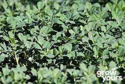 Herb Seeds: Fenugreek