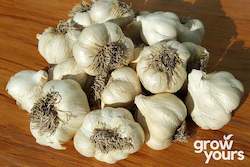 Autumn Sowing: Garlic ‘Printanor’
